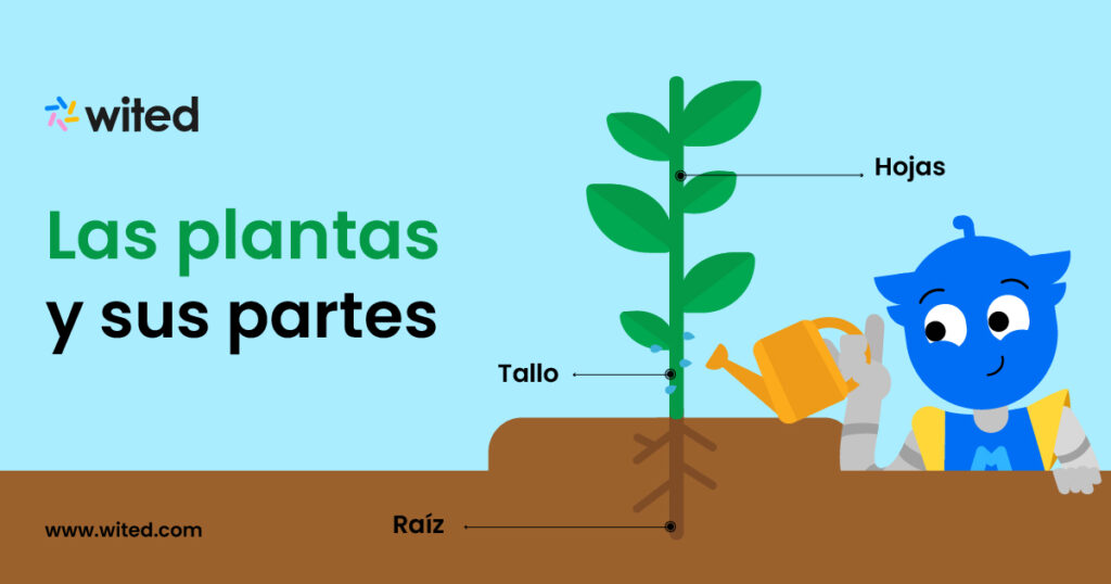 Las plantas y sus partes