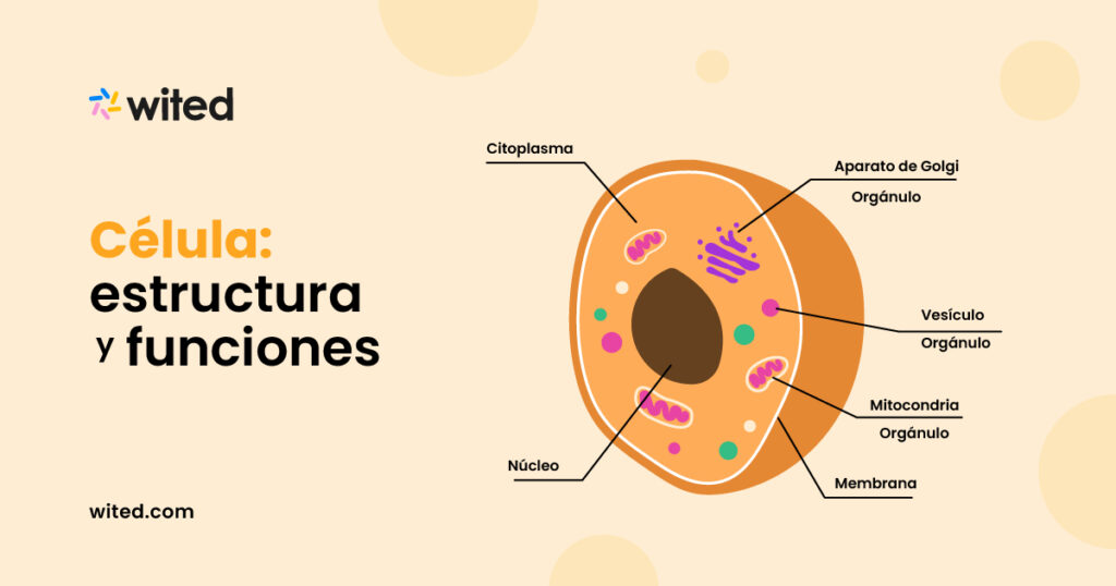 Célula: estructura y funciones