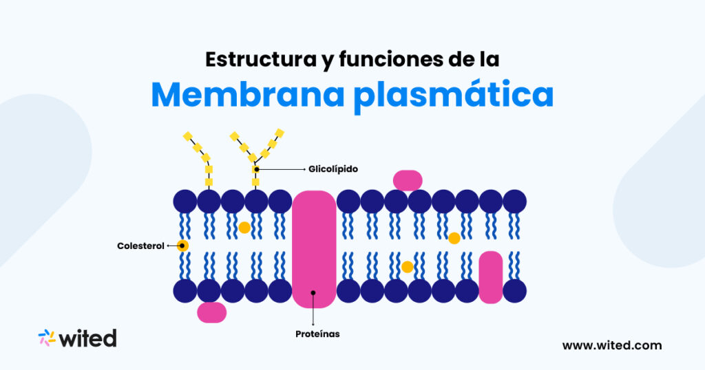 Membrana plasmática: Estructura y funciones